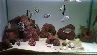 My Brackish tank