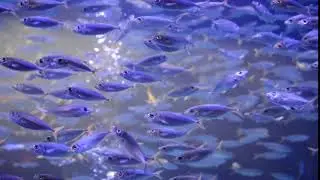 Aquarium