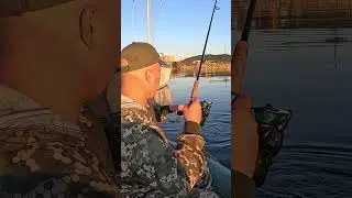ловим пикшу в заливе #fishingbait #рыболовная