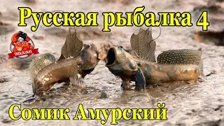 Русская рыбалка 4 Сом Амурский