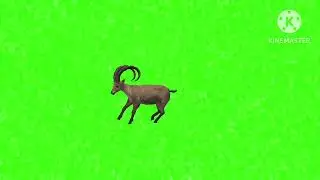 Green screen animation Markhor running video