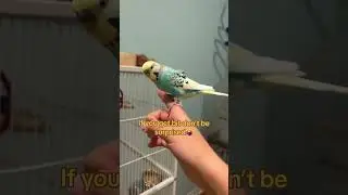 It’s apart of owning them😭 #birds #budgies #parrot #parakeet #fyp #animals #cockatiel #conure