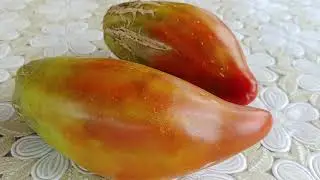 Никогда! Больше не буду тратить место, время и силы на этот томат!  Кубинский черный перцевидный!