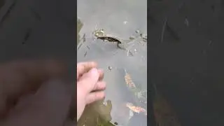 На рыбалке отпускаю карася №1 #fishing #рыбалка #рыба #fish