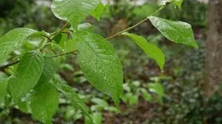 Lumix G70 4K Video-TEST