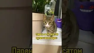 Парень в полосатом купальнике подрос 🐈 #котики #питомцы #cat #кот #котенок