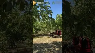 25 SANİYE 20 SALİSEDE 1 CEVİZ AĞACI HASADI