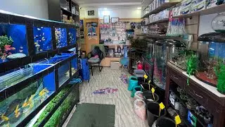 الجديد في السلعة و الاسماك و الديكور الطبيعي بتاريخ  2024 juin 28