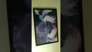 pigeons picture