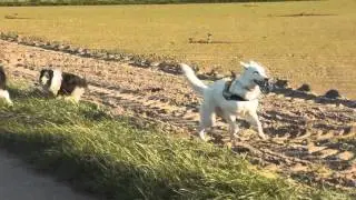 hunde gassi