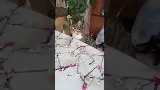 Яша в кадре