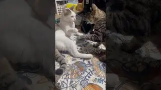 Cat Siblings Annoying Each Other 🐈‍⬛ #shorts #cat #play