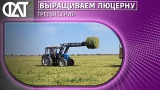 Выращиваем люцерну. Третья серия