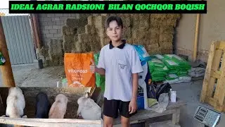 IDEAL AGRAR RADSIONI BILAN  QOCHQOR BOQISH#idealagrar#qochqorboqish#chorvachilik