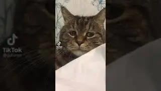 за что так тикток(((