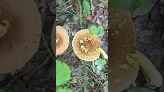 Необычный мухомор. Пантерный?