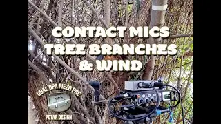 Contact mics & tree branches together with the wind - DIY contact mics and dual impedance buffer