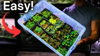 How To Grow Terrarium Plants - Easy Beginner Method