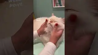 HOW TO TRAIN YOUR CAT  - HONEST CAT - CUTE CAT 🐱 - CAT VIDEOS - TRAIN YOUR CATS - MEOWMEOW  