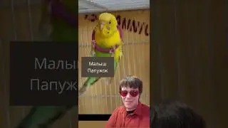 Единственный в мире малыш Папужок #пародия на «Котопёс» #прикол #попугай #юмор #птицы #питомцы