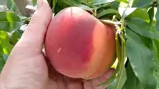 Завершение персикового сезона.Лучшие поздние сорта персика .Последние плоды.