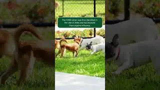 Canine Influenza Virus (CIV) | Merck Veterinary Manual