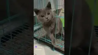 коты это жидкость 🤣