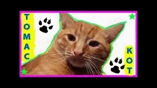 Samvel Adamyan Cat Thomas - Fruit of Love Child of Vice Samvel's Jokes