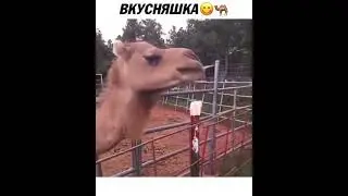 Вкусняшка | Лучшие видео из Инстаграма