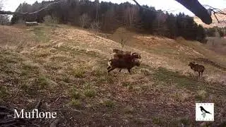 M Animali Video