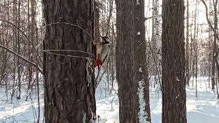 Дятел клюет сало в морозы
