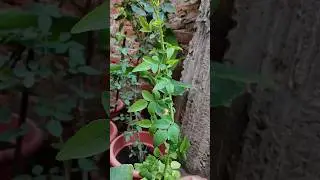 Identify and remove suckers/junglee branch in English ROSE