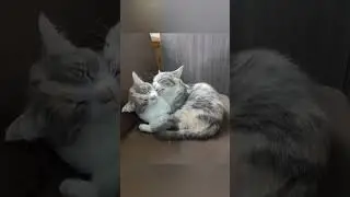 Плюша и Симка: всем добра!