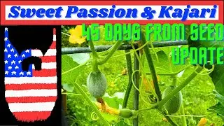 Sweet Passion and Kajari Melon 45 Day Update
