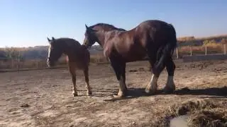 Владимирский тяжеловоз