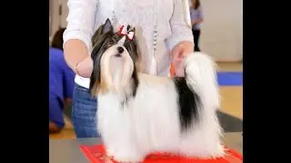 Как научить собаку стоять в  стойке.