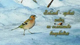 Зяблик - яркий певец из семейства вьюрковых.