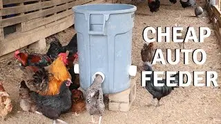 Homemade Chicken Feeder Build | DIY Automatic Feeder