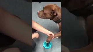 Dog Paw Cleaner - Portable Pet Paw Washer Cup (for Small Breed Dogs and Cats)