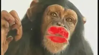 Поцелуй обезьяны.
