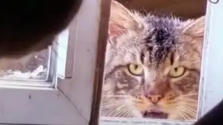 Tiktok Cute & Funny Pets Compilation #10 💫