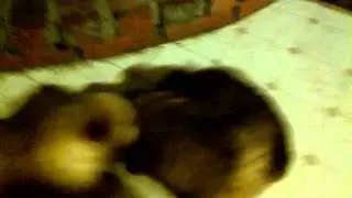Chow chows playing