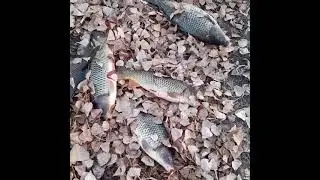 ноябрь радует