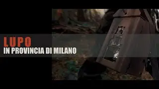 UN LUPO "quasi" A MILANO - Fototrappolaggio Naturalistico