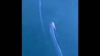 Oarfish seen in wharf!! Japan Earthquake 2020 coming soon!!