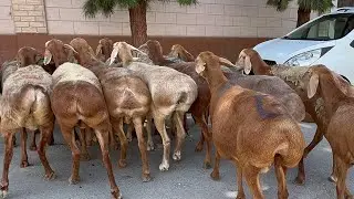 Sobirjonga DAXSHAT SOVLUQLAR KELDI SHOSHILING  91-658-12-12