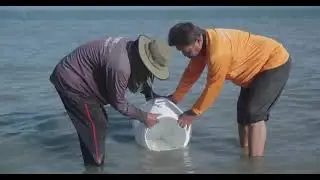 Thailand’s champions of crab conservation