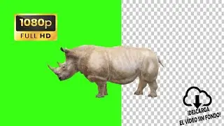 Rinoceronte pantalla verde green screen HD