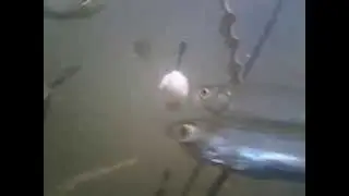 Підводний світ р. Гайчур