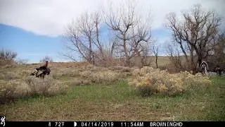 STALKER DECOY Turkey KILL Captured with Browning Trail Cam - Can See Complete Arrow Passthrough!